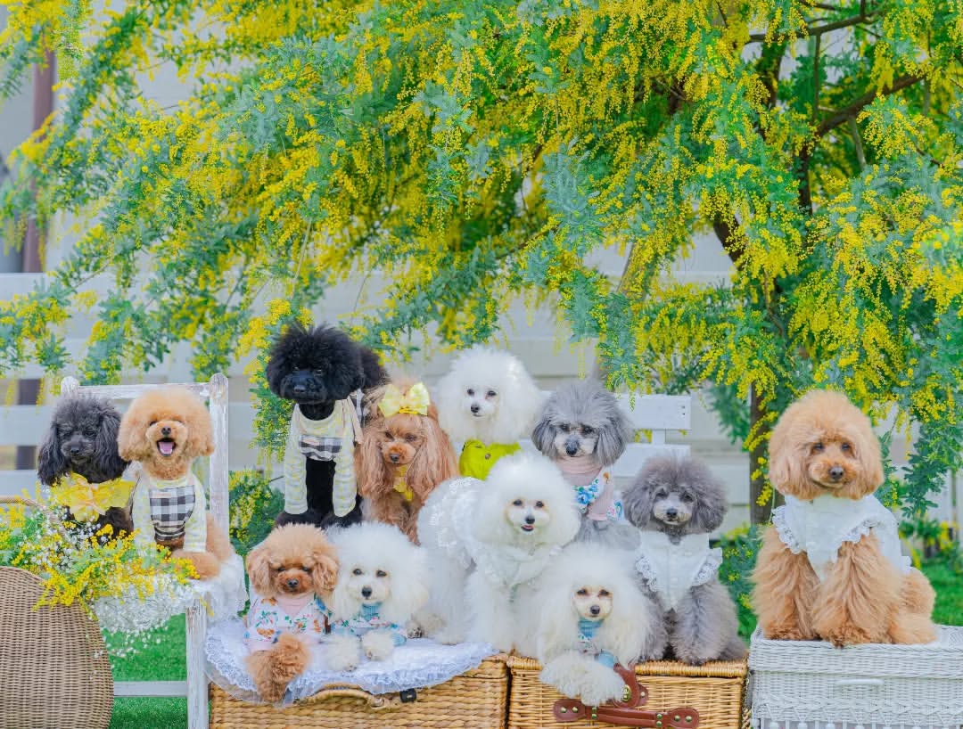 poodle adoption texas