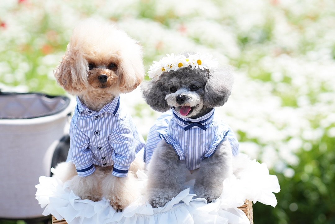 poodle adoption texas